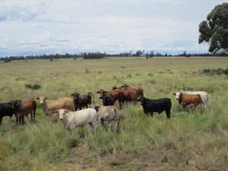 Rural / Farming commercial property sold at 1347 Acres | Cattle Property Chinchilla QLD 4413 Rural / Farming commercial property sold at 1347 Acres | Cattle Property Chinchilla QLD 4413