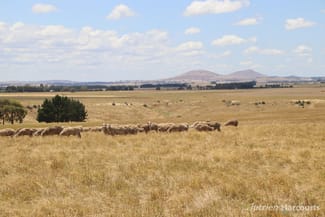 Rural / Farming commercial property sold at 3100 Ballarat-Maryborough Road Clunes VIC 3370 Rural / Farming commercial property sold at 3100 Ballarat-Maryborough Road Clunes VIC 3370
