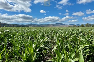 Rural / Farming commercial property sold at 235 Blackville Road Willow Tree NSW 2339 Rural / Farming commercial property sold at 235 Blackville Road Willow Tree NSW 2339