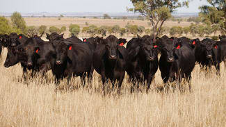 Rural / Farming commercial property sold at 2136 Goolhi Road Gunnedah NSW 2380 Rural / Farming commercial property sold at 2136 Goolhi Road Gunnedah NSW 2380