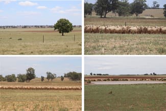 Rural / Farming commercial property sold at 179 Norris Lane West Wyalong NSW 2671 Rural / Farming commercial property sold at 179 Norris Lane West Wyalong NSW 2671