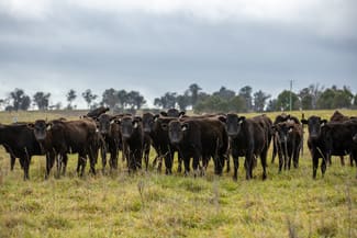 Rural / Farming commercial property for sale at 737 Dyamberin Road Wongwibinda NSW 2350 Rural / Farming commercial property for sale at 737 Dyamberin Road Wongwibinda NSW 2350