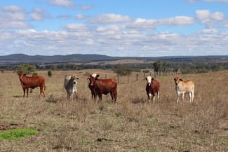 Rural / Farming commercial property sold at 95 Monto-Mount Perry Road Tellebang QLD 4630