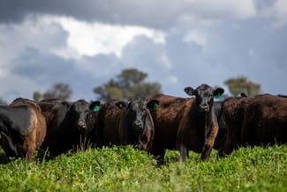 Rural / Farming commercial property sold at 1546 Baldersleigh Road Guyra NSW 2365 Rural / Farming commercial property sold at 1546 Baldersleigh Road Guyra NSW 2365