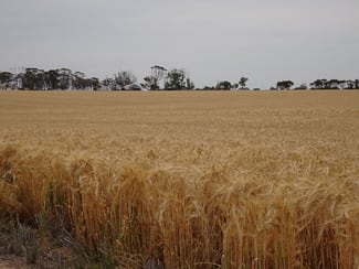 Rural / Farming commercial property sold at 1799 Nambadalling Road Corrigin WA 6375 Rural / Farming commercial property sold at 1799 Nambadalling Road Corrigin WA 6375