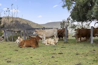 Rural / Farming commercial property sold at 26 Macginley Road West Haldon QLD 4359