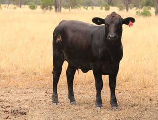 Rural / Farming commercial property sold at 445 Six Mile Rd Roma QLD 4455 Rural / Farming commercial property sold at 445 Six Mile Rd Roma QLD 4455