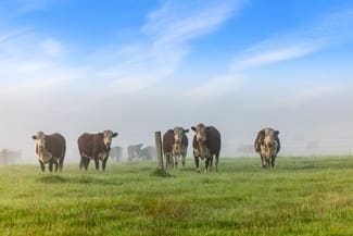 Rural / Farming commercial property sold at 393 & 428 Sandy Flat Road Brodribb River VIC 3888 Rural / Farming commercial property sold at 393 & 428 Sandy Flat Road Brodribb River VIC 3888