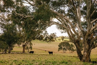 Rural / Farming commercial property sold at Lot 289 Garryowen Road Binalong NSW 2584 Rural / Farming commercial property sold at Lot 289 Garryowen Road Binalong NSW 2584