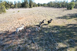 Rural / Farming commercial property for sale at 4546 The Bogan Way Tottenham NSW 2873 Rural / Farming commercial property for sale at 4546 The Bogan Way Tottenham NSW 2873