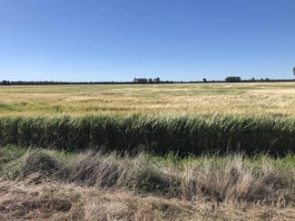 Rural / Farming commercial property for sale at 31850 Cunningham Highway Goondiwindi QLD 4390