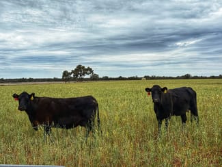 Rural / Farming commercial property sold at 'Napunyah' 1224 Eremeran Road Condobolin NSW 2877 Rural / Farming commercial property sold at 'Napunyah' 1224 Eremeran Road Condobolin NSW 2877