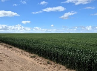 Rural / Farming commercial property sold at Emu Hill Road East Narembeen WA 6369 Rural / Farming commercial property sold at Emu Hill Road East Narembeen WA 6369