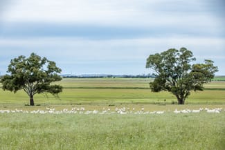 Rural / Farming commercial property for sale at Corner Roy Lawries road and Pedericks Road Lochaber SA 5271 Rural / Farming commercial property for sale at Corner Roy Lawries road and Pedericks Road Lochaber SA 5271