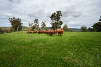 Rural / Farming commercial property sold at Lot 4 Kammann Road (Upper Warren) Manjimup WA 6258 Rural / Farming commercial property sold at Lot 4 Kammann Road (Upper Warren) Manjimup WA 6258
