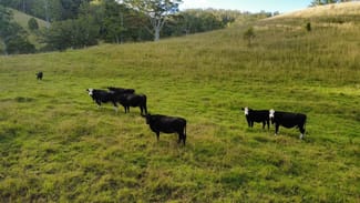 Rural / Farming commercial property for sale at 486 North Branch Rd Upsalls Creek NSW 2439 Rural / Farming commercial property for sale at 486 North Branch Rd Upsalls Creek NSW 2439