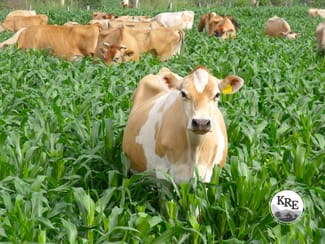 Rural / Farming commercial property for sale at 431 Knights Road Kyogle NSW 2474 Rural / Farming commercial property for sale at 431 Knights Road Kyogle NSW 2474