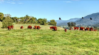 Rural / Farming commercial property for sale at Bellingen NSW 2454 Rural / Farming commercial property for sale at Bellingen NSW 2454