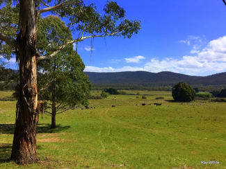 Rural / Farming commercial property sold at 464 Wyanbene Rd Wyanbene NSW 2622 Rural / Farming commercial property sold at 464 Wyanbene Rd Wyanbene NSW 2622