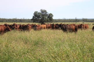 Rural / Farming commercial property sold at Mitchell QLD 4465 Rural / Farming commercial property sold at Mitchell QLD 4465