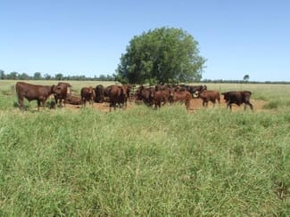 Rural / Farming commercial property sold at St George QLD 4487