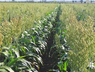 Rural / Farming commercial property sold at Roma QLD 4455 Rural / Farming commercial property sold at Roma QLD 4455