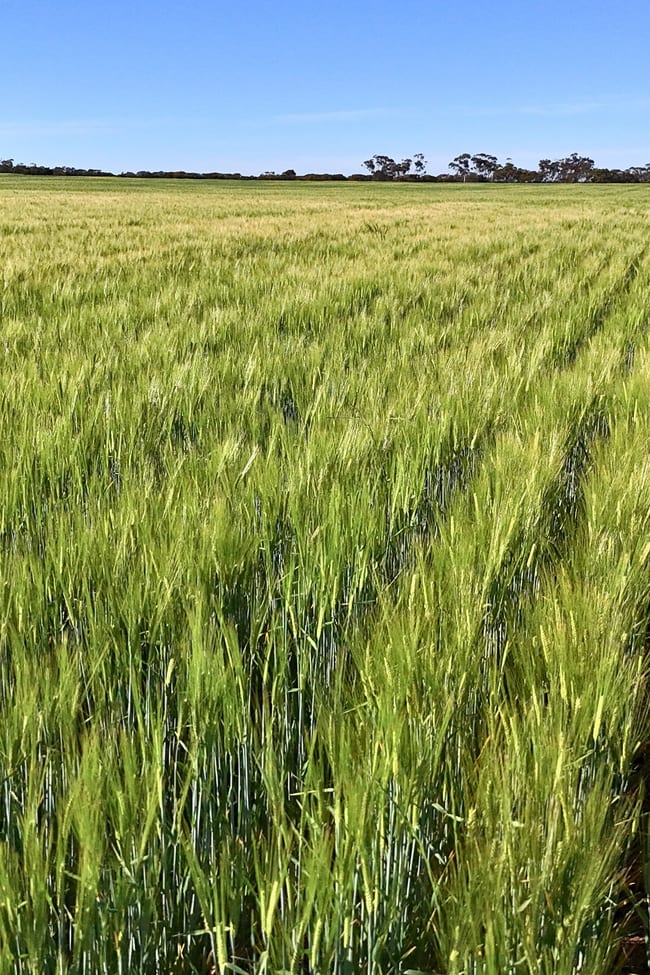 1650 Dulyalbin Road South Bodallin WA 6424