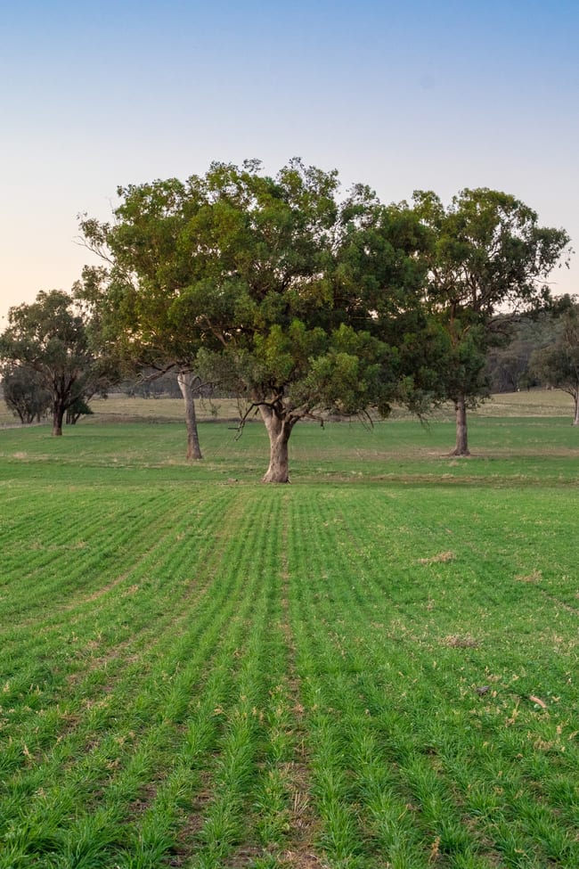 'Tullatoola' 798 Packham Drive Molong NSW 2866