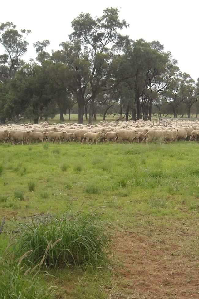 . BLUE RIBBON SHEEP COUNTRY - Cunnamulla QLD 4490
