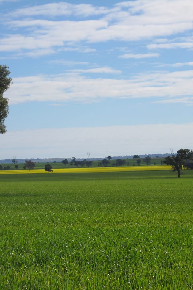 1371 Sandigo Road Boree Creek NSW 2652