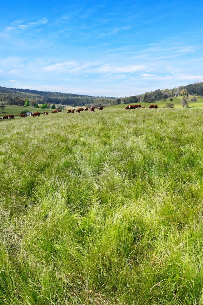 1026 Lower Bendoc Road Bendoc VIC 3888