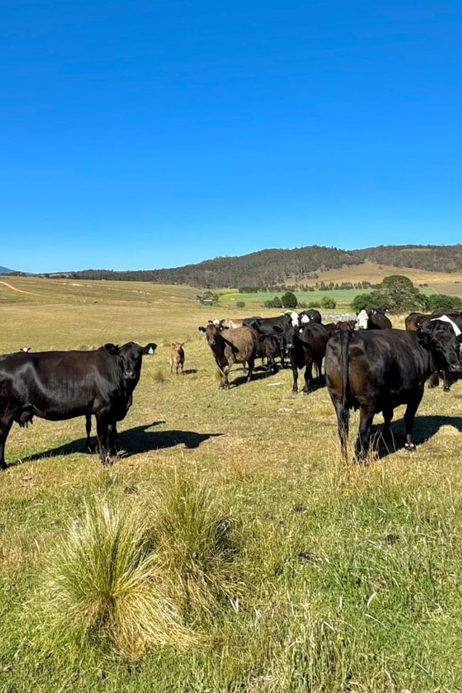 142 Balgownie Road Delegate NSW 2633