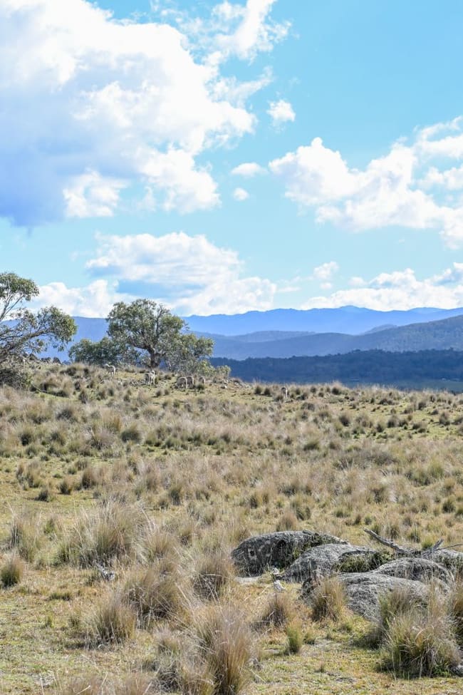 "Hobbs Range" 40 Hobbs Lane Moonbah NSW 2627