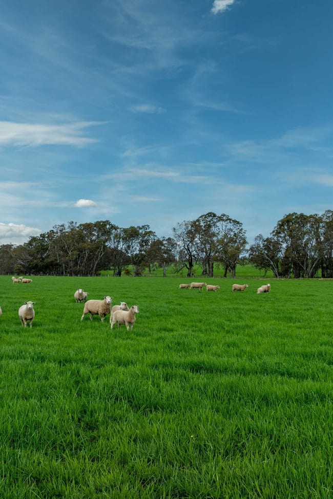 4040 Sunraysia Highway Lexton VIC 3352