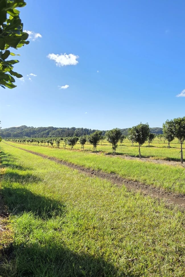 292 Pimlico Road Pimlico NSW 2478