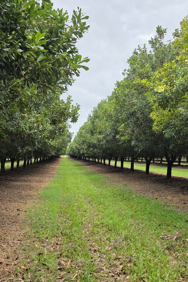 Lot 21 Moylans Lane Empire Vale NSW 2478
