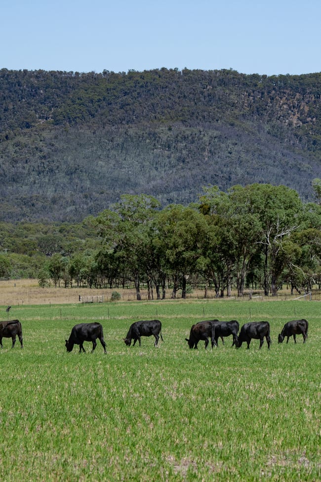 72 Woodside Road Tenterfield NSW 2372