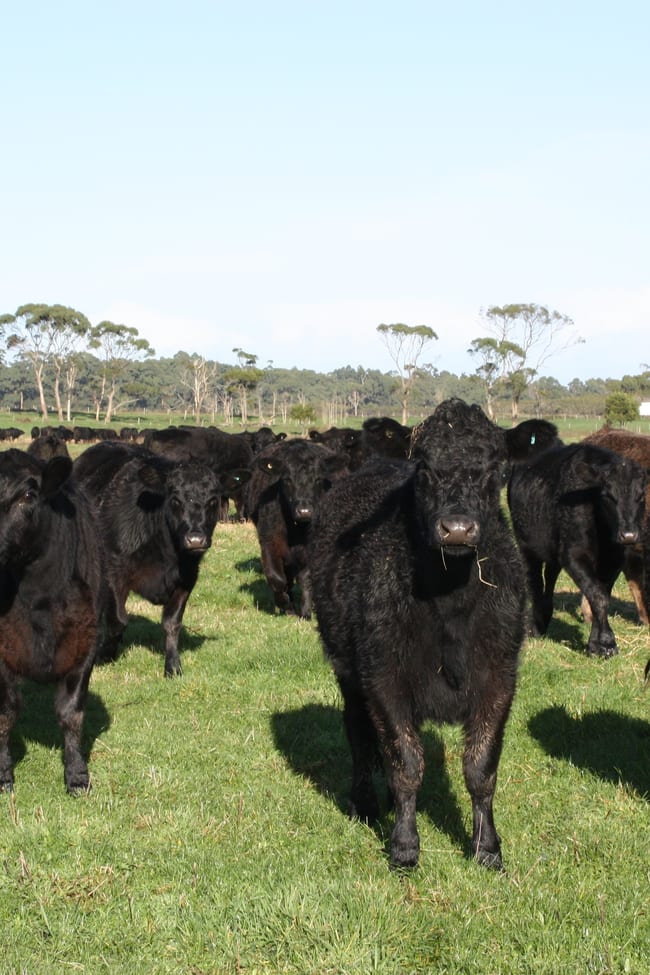 369 Giddens Road Smithton TAS 7330