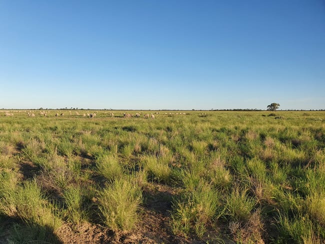Tarwoona Downs, 1906 Burrawantie Road Enngonia NSW 2840 Tarwoona Downs, 1906 Burrawantie Road Enngonia NSW 2840