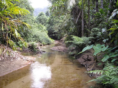 Silkwood QLD 4856
