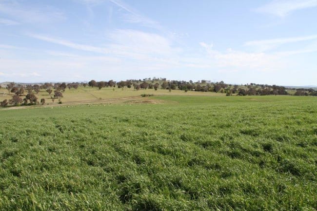 3/83 Yass Valley Way Manton NSW 2582 3/83 Yass Valley Way Manton NSW 2582