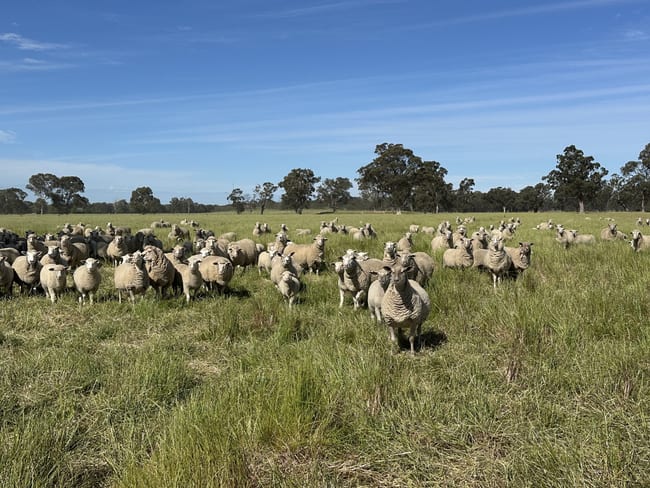 . O'Keeffe Road Culcairn NSW 2660 . O'Keeffe Road Culcairn NSW 2660