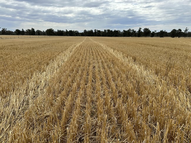 126-184 Henty Walla Road Henty NSW 2658 126-184 Henty Walla Road Henty NSW 2658