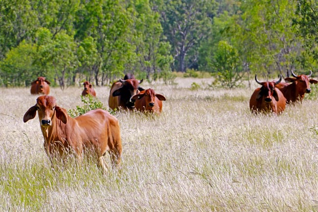 53390 Burnett Highway Bouldercombe QLD 4702 53390 Burnett Highway Bouldercombe QLD 4702
