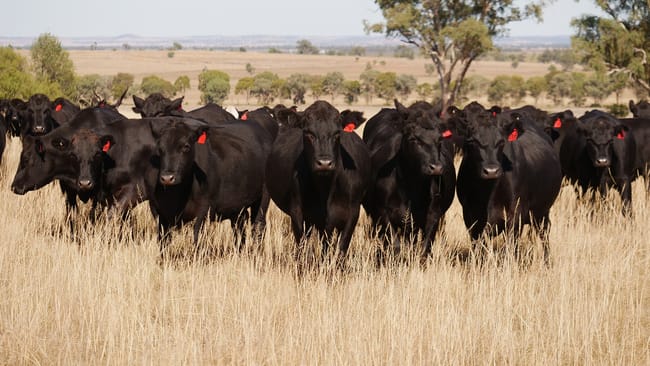 2136 Goolhi Road Gunnedah NSW 2380 2136 Goolhi Road Gunnedah NSW 2380