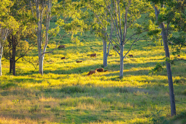 Lot 6 Eel Creek Road Langshaw QLD 4570 Lot 6 Eel Creek Road Langshaw QLD 4570