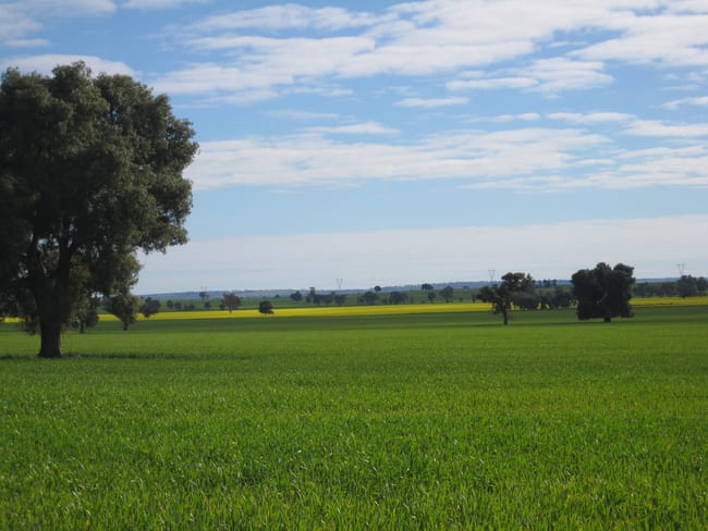 1371 Sandigo Road Boree Creek NSW 2652 1371 Sandigo Road Boree Creek NSW 2652