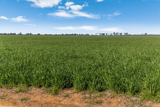 386 Butler Road Moama NSW 2731 386 Butler Road Moama NSW 2731