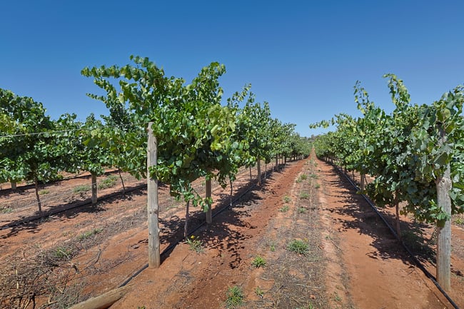 Lot 2 Buloke Street Red Cliffs VIC 3496 Lot 2 Buloke Street Red Cliffs VIC 3496
