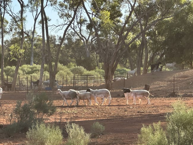 1 Ben Lomond Road Gunderbooka NSW 2840 1 Ben Lomond Road Gunderbooka NSW 2840
